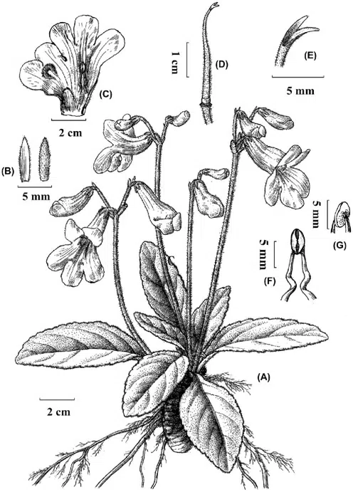 2015年度发表的苦苣苔科植物新种或新分类群(12)