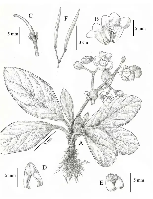2016年度发表的苦苣苔科植物新种或新分类群(1)