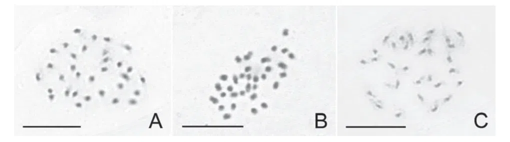 2016年度发表的苦苣苔科植物新种或新分类群(4)