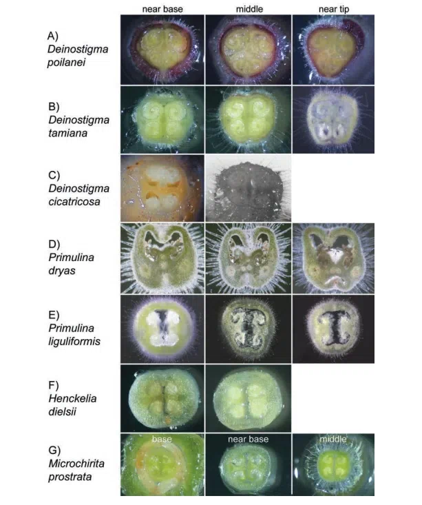 2016年度发表的苦苣苔科植物新种或新分类群(4)