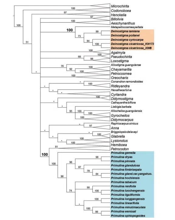 2016年度发表的苦苣苔科植物新种或新分类群(4)