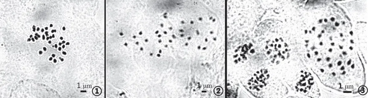 2016年度发表的苦苣苔科植物新种或新分类群(8)