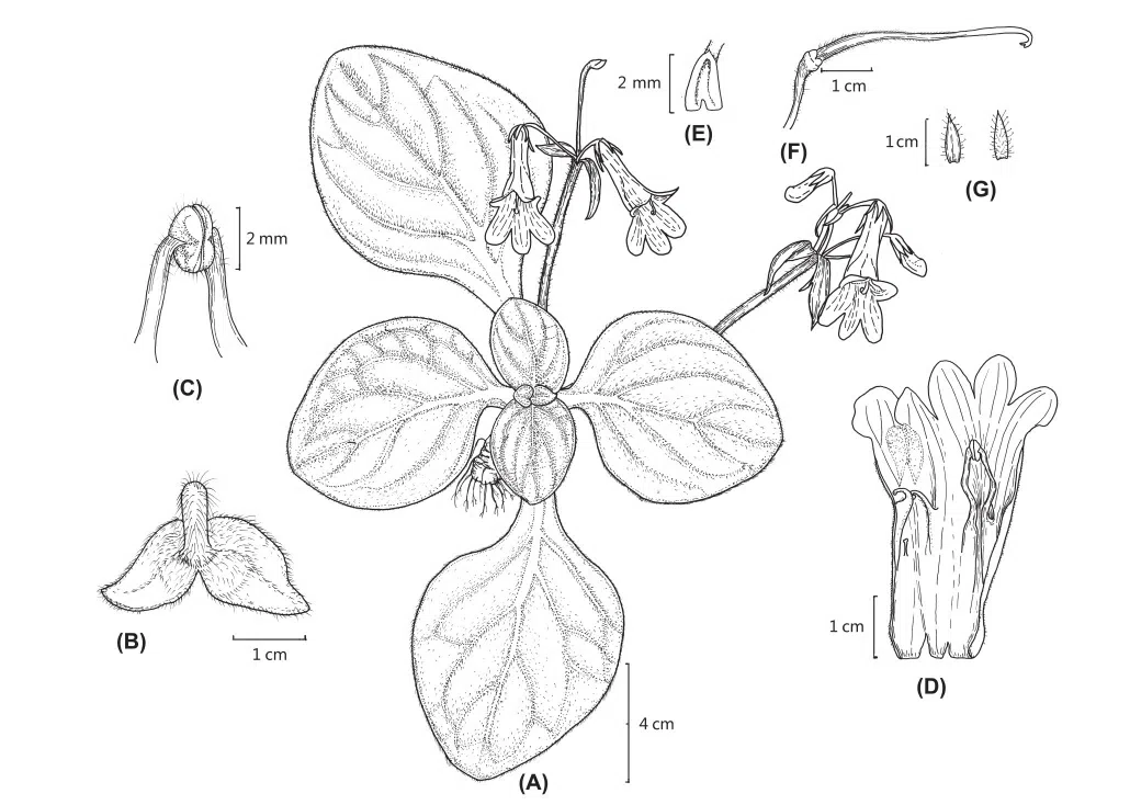 2016年度发表的苦苣苔科植物新种或新分类群(9)