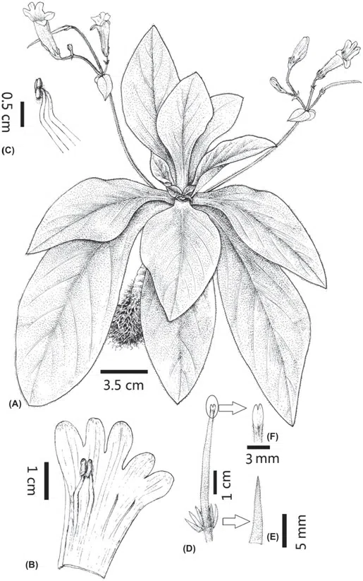 2016年度发表的苦苣苔科植物新种或新分类群(8)