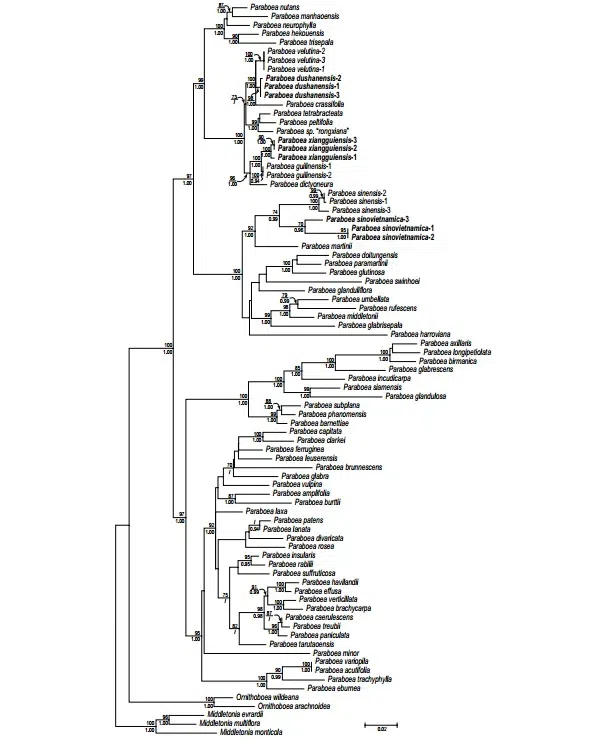 2017年度发表的苦苣苔科植物新种、新分类群和分布新记录(25)
