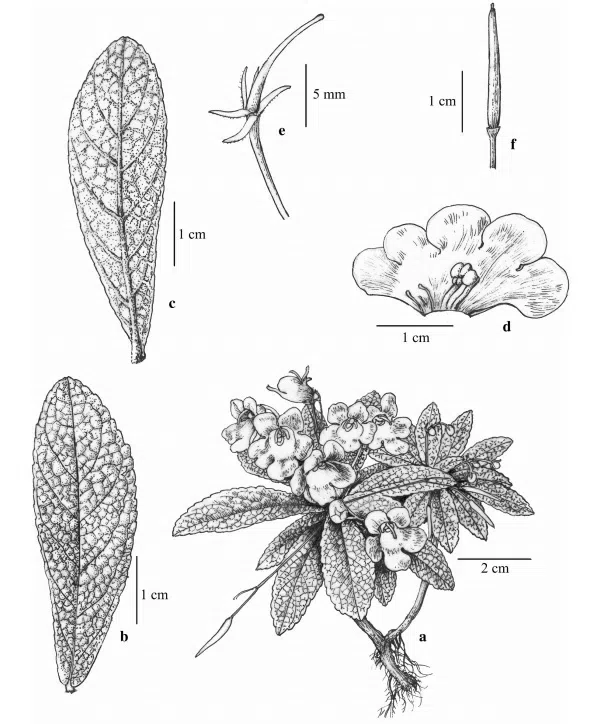 2017年度发表的苦苣苔科植物新种、新分类群和分布新记录(25)