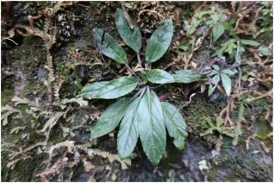 GCCC联合野外工作(I)——与GCCC(贵州)的第一次野外合作考察