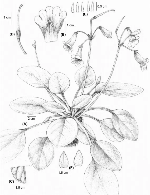 2017年度发表的苦苣苔科植物新种、新分类群和分布新记录(23)