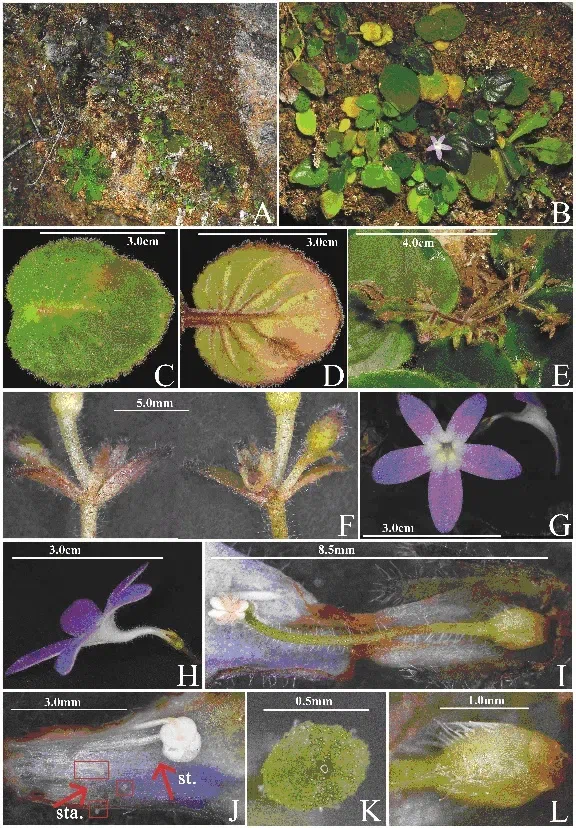 2018年度发表的苦苣苔科植物新种、新分类群和分布新记录(14)