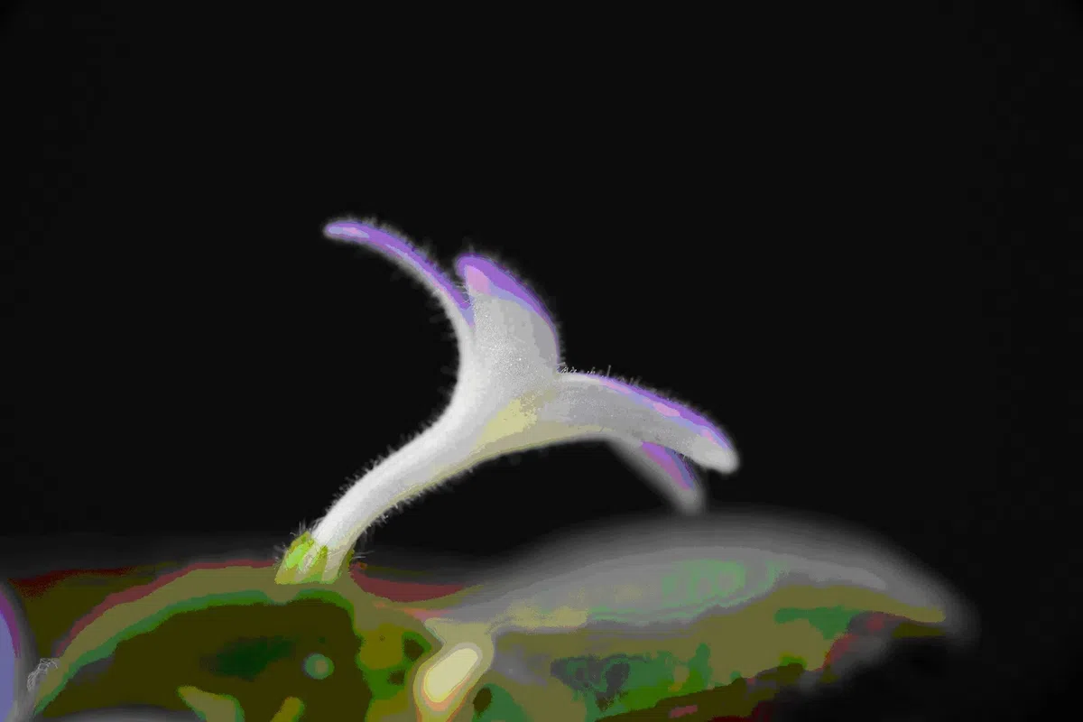 2018年度发表的苦苣苔科植物新种、新分类群和分布新记录(14)