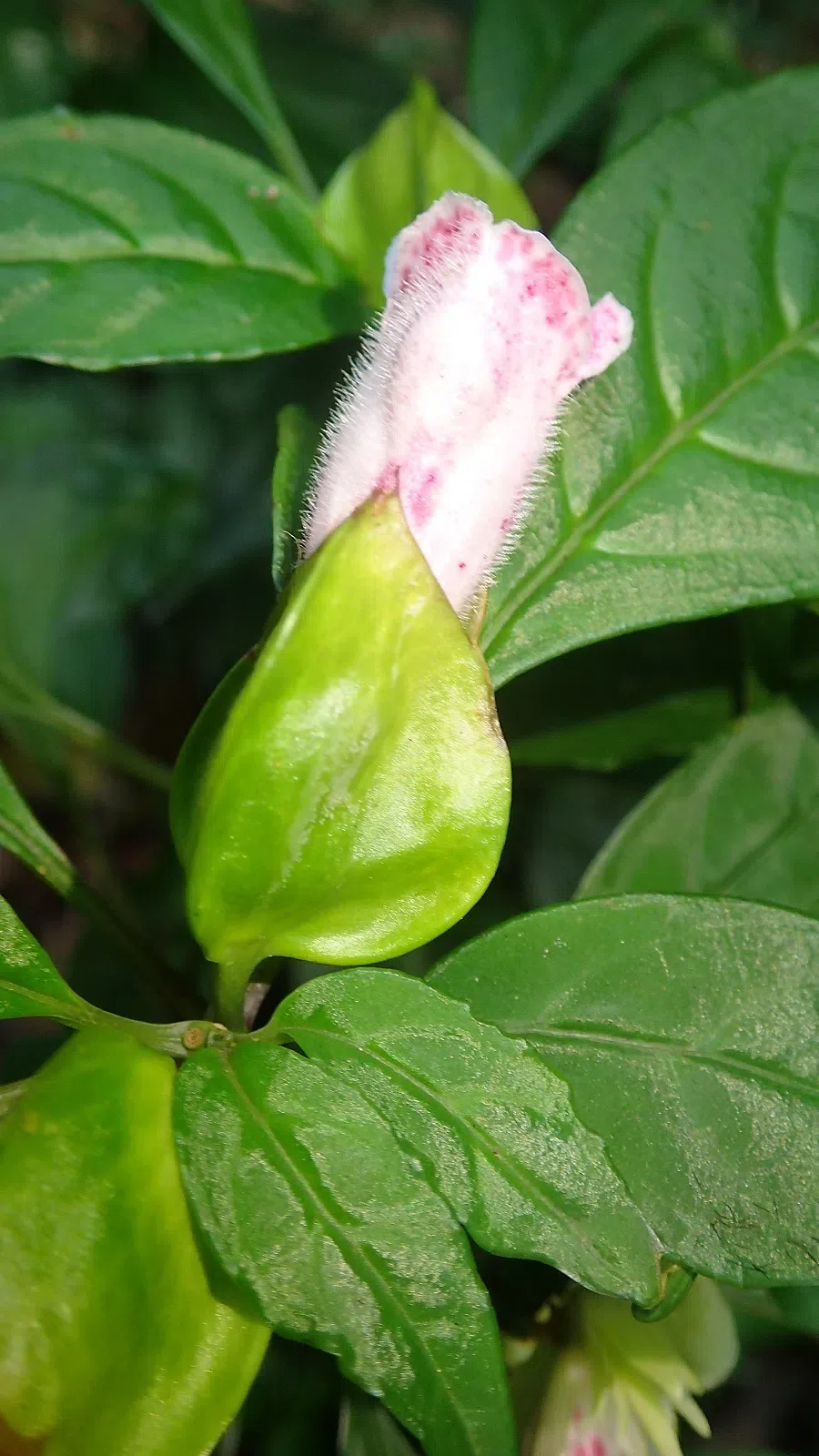 2018年度发表的苦苣苔科植物新种、新分类群和分布新记录(2)