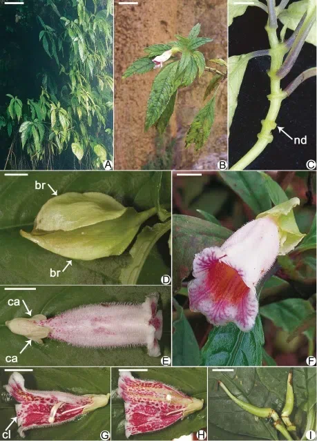 2018年度发表的苦苣苔科植物新种、新分类群和分布新记录(2)