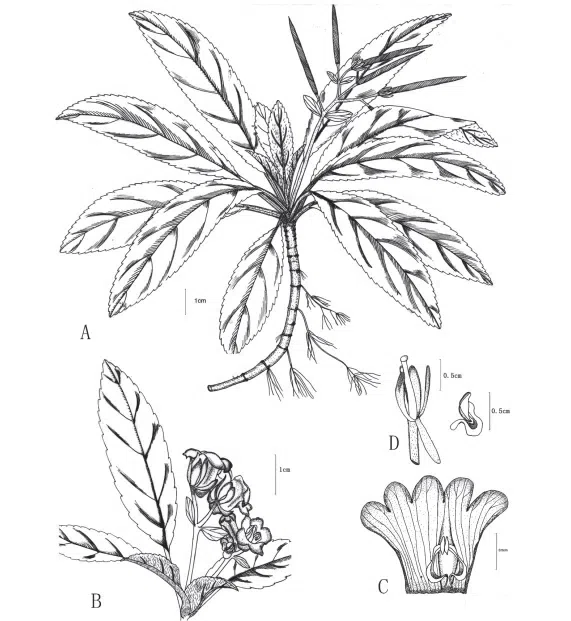2018年度发表的苦苣苔科植物新种、新分类群和分布新记录(4)