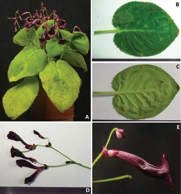 2018年度发表产自中国大陆以外由GCCC发表的苦苣苔科植物新种、新分类群和分布新记录(1)