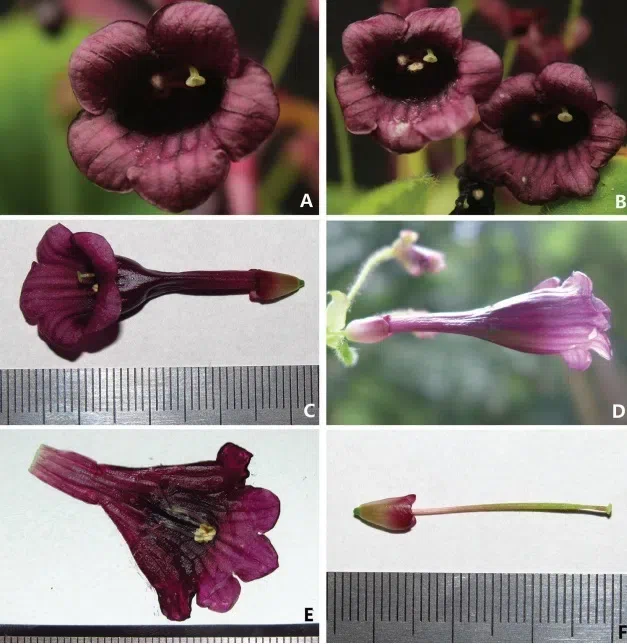 The newest published taxa and newest records of Gesneriaceae from the outsides of mainland China by GCCC members before 31 December 2018 (1)