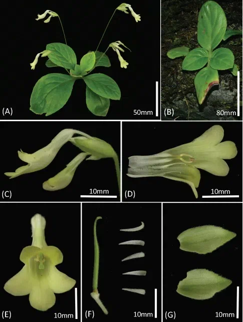 2018年度发表的苦苣苔科植物新种、新分类群和分布新记录(3)