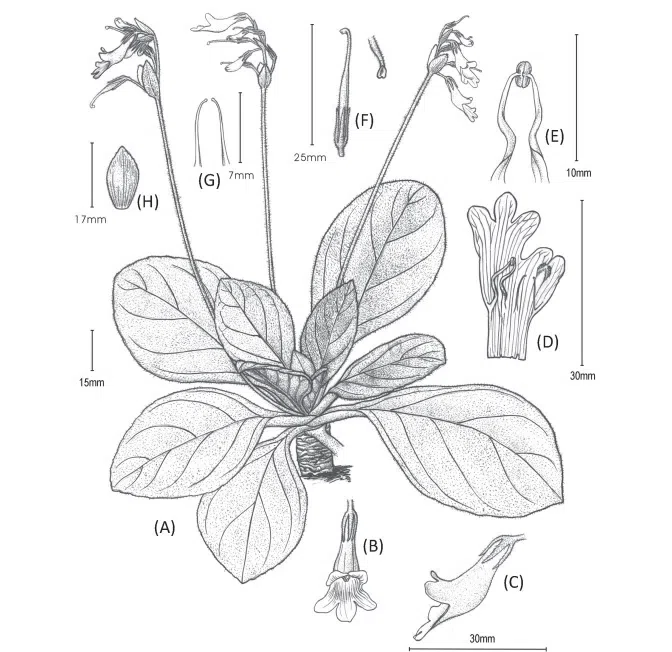 2018年度发表的苦苣苔科植物新种、新分类群和分布新记录(3)