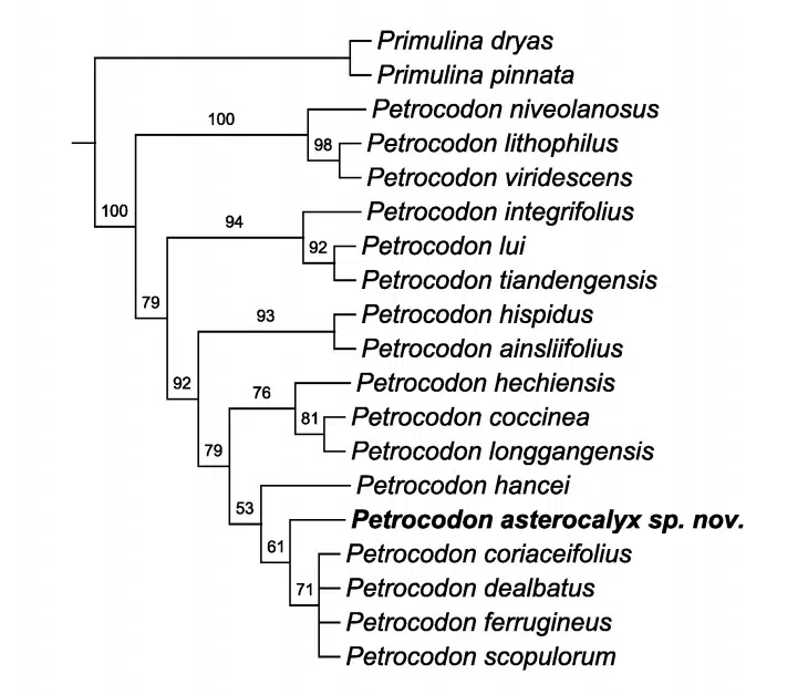 2018年度发表的苦苣苔科植物新种、新分类群和分布新记录(5)