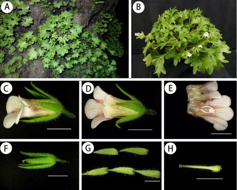 2018年度发表的苦苣苔科植物新种、新分类群和分布新记录(6)
