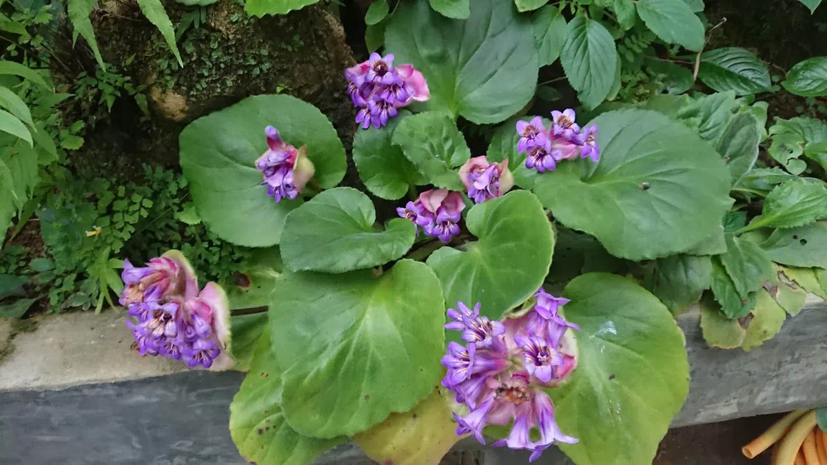 深圳市中国科学院仙湖植物园GCCC(深圳)访问桂林植物园和GCCC