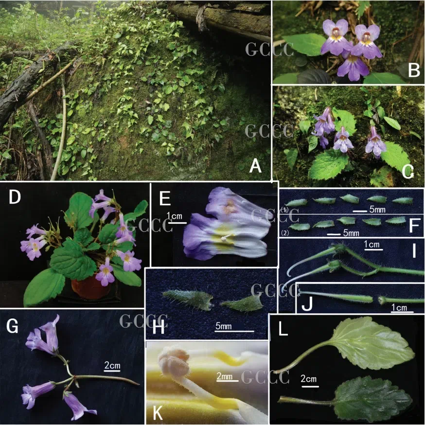 2020年度发表的苦苣苔科植物新种、新分类群和分布新记录(33)