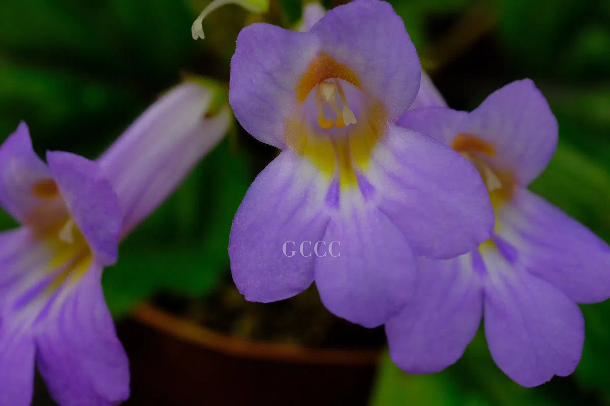 2020年度发表的苦苣苔科植物新种、新分类群和分布新记录(33)