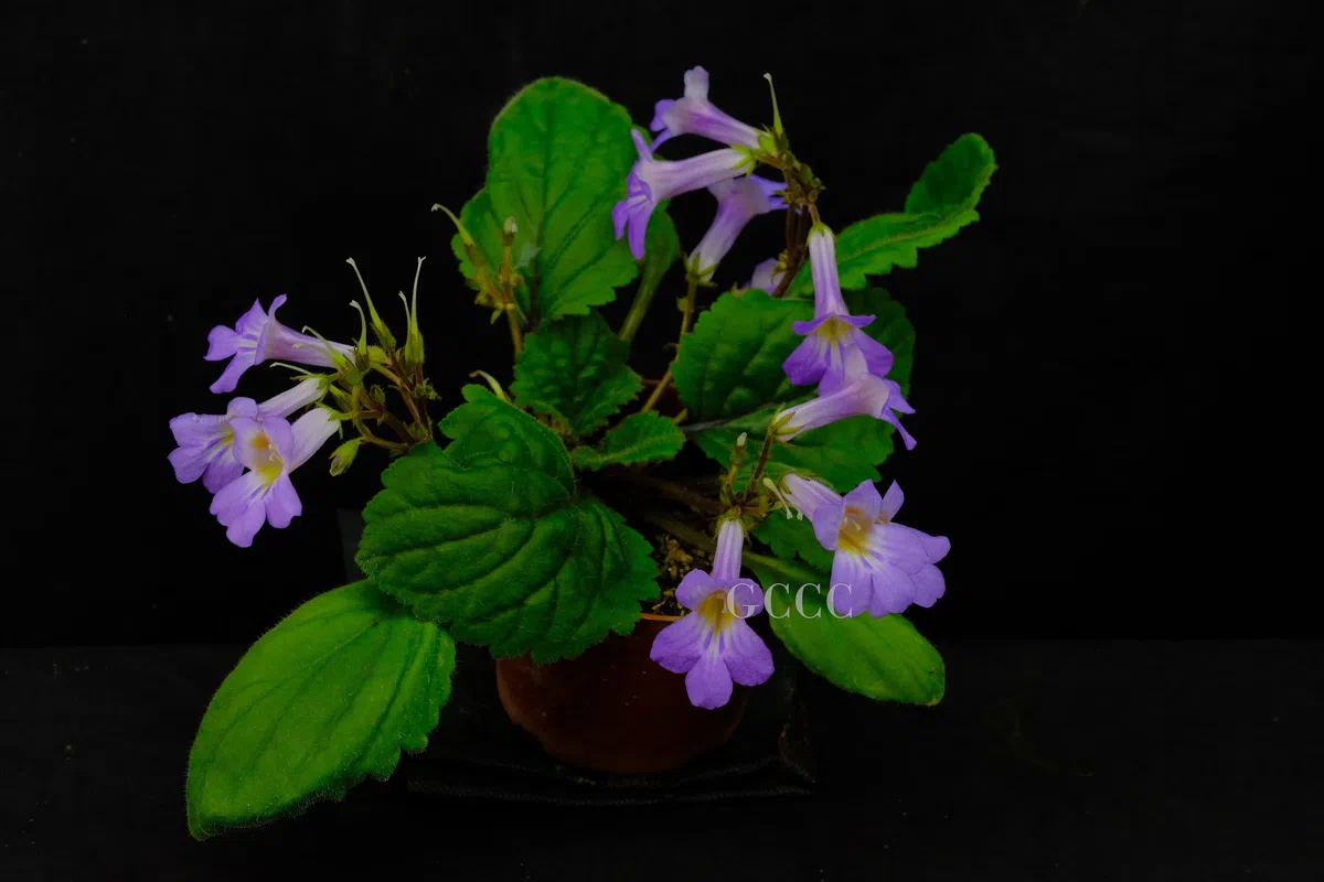 2020年度发表的苦苣苔科植物新种、新分类群和分布新记录(33)