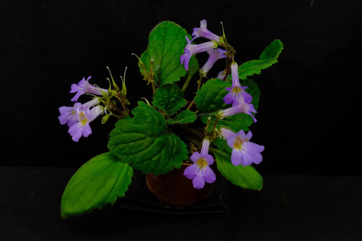 2020年度发表的苦苣苔科植物新种、新分类群和分布新记录(33)