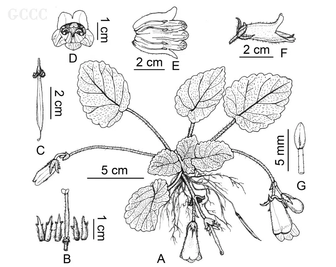 2020年度发表的苦苣苔科植物新种、新分类群和分布新记录(34)