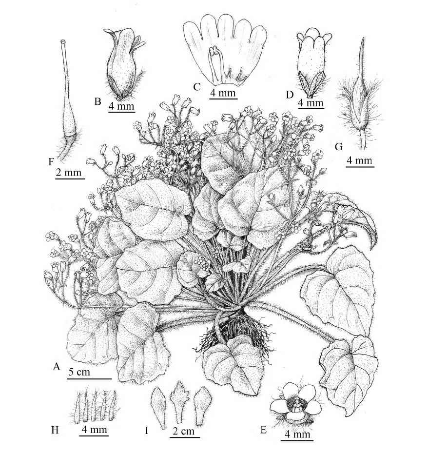2020年度发表的苦苣苔科植物新种、新分类群和分布新记录(1)
