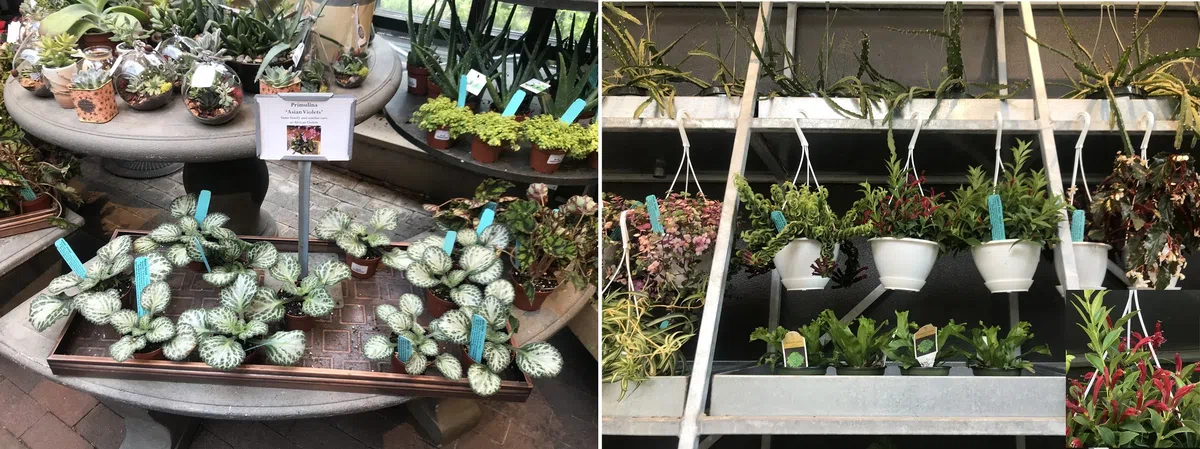 中国苦苣苔科植物保育中心成员赴美国参加世界苦苣苔协会第62届会年及学术交流活动(Ⅱ)