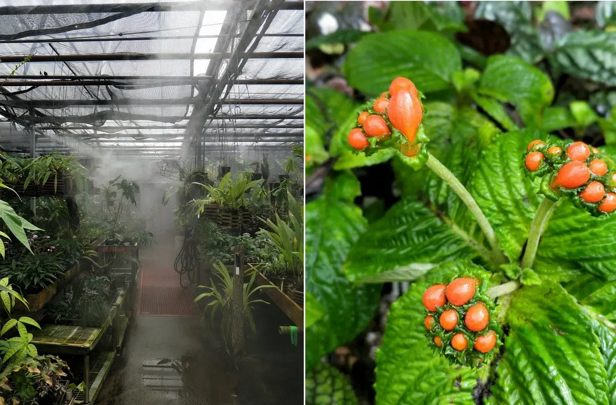 中国苦苣苔科植物保育中心成员赴美国参加世界苦苣苔协会第62届会年及学术交流活动(Ⅱ)