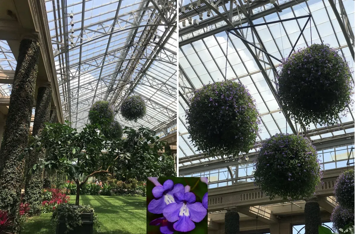 中国苦苣苔科植物保育中心成员赴美国参加世界苦苣苔协会第62届会年及学术交流活动(Ⅱ)