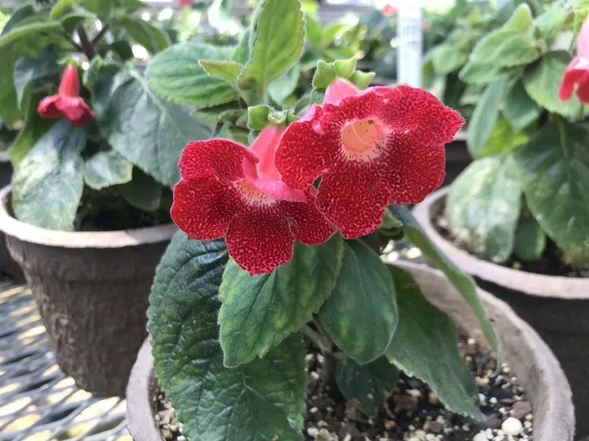 中国苦苣苔科植物保育中心成员赴美国参加世界苦苣苔协会第62届会年及学术交流活动(Ⅱ)