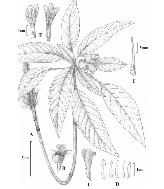 2018年度发表的苦苣苔科植物新种、新分类群和分布新记录(10)