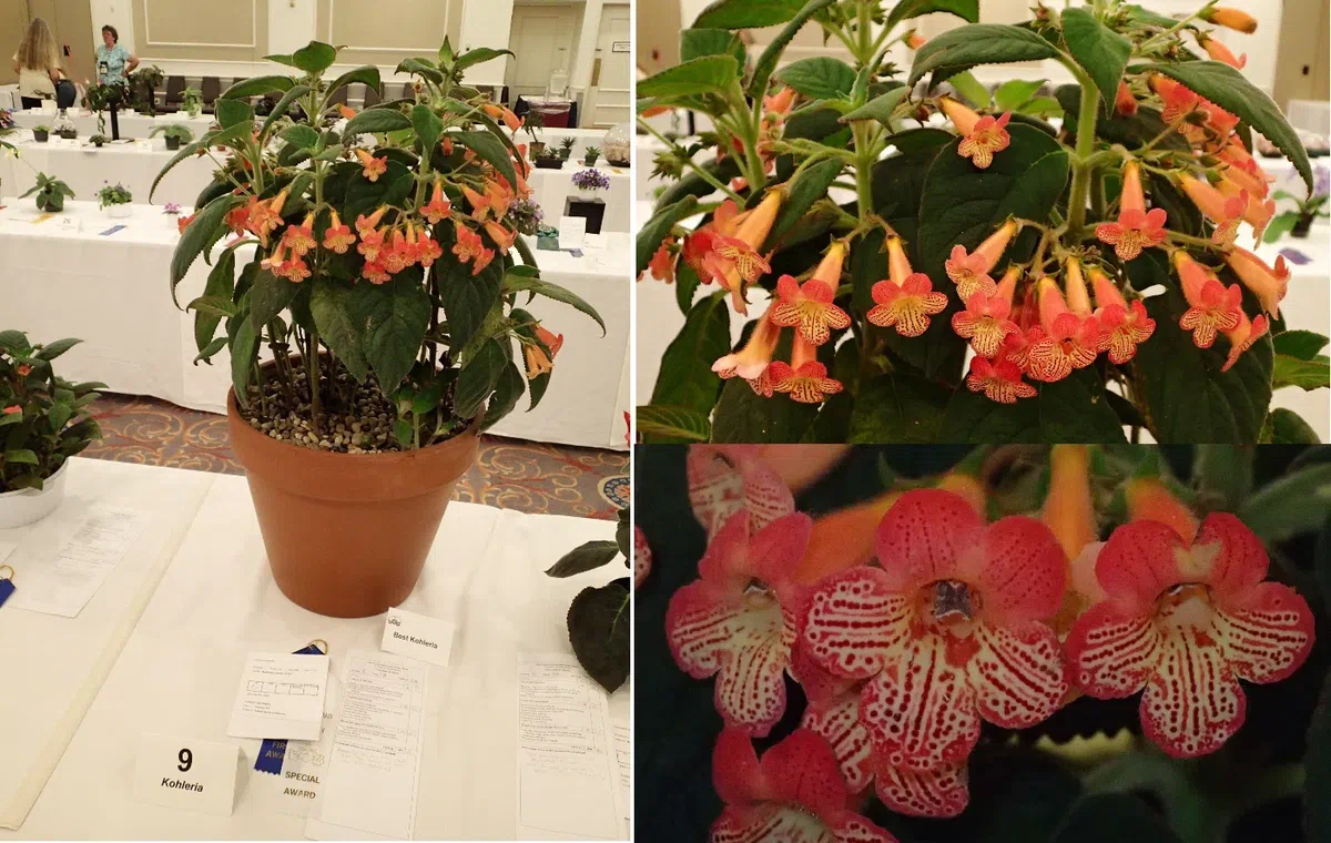 中国苦苣苔科植物保育中心成员赴美国参加世界苦苣苔协会第62届会年及学术交流活动(III)