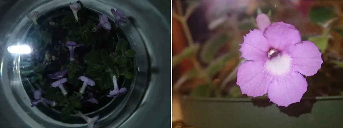 中国苦苣苔科植物保育中心成员赴美国参加世界苦苣苔协会第62届会年及学术交流活动(III)