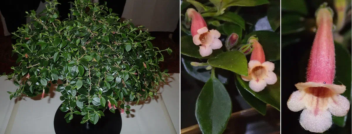 中国苦苣苔科植物保育中心成员赴美国参加世界苦苣苔协会第62届会年及学术交流活动(III)