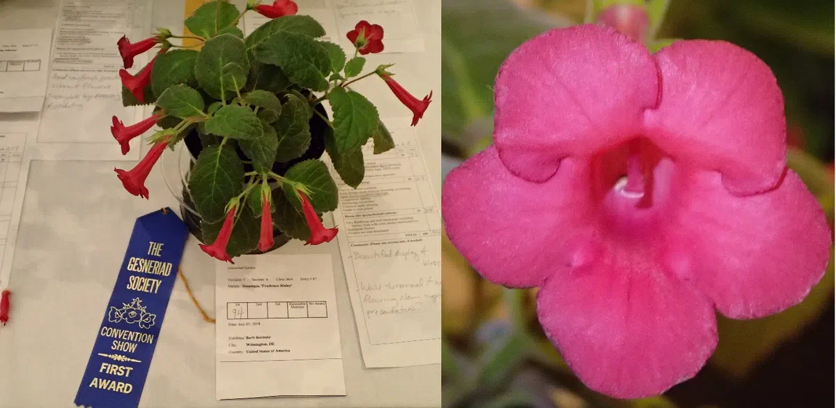 中国苦苣苔科植物保育中心成员赴美国参加世界苦苣苔协会第62届会年及学术交流活动(III)