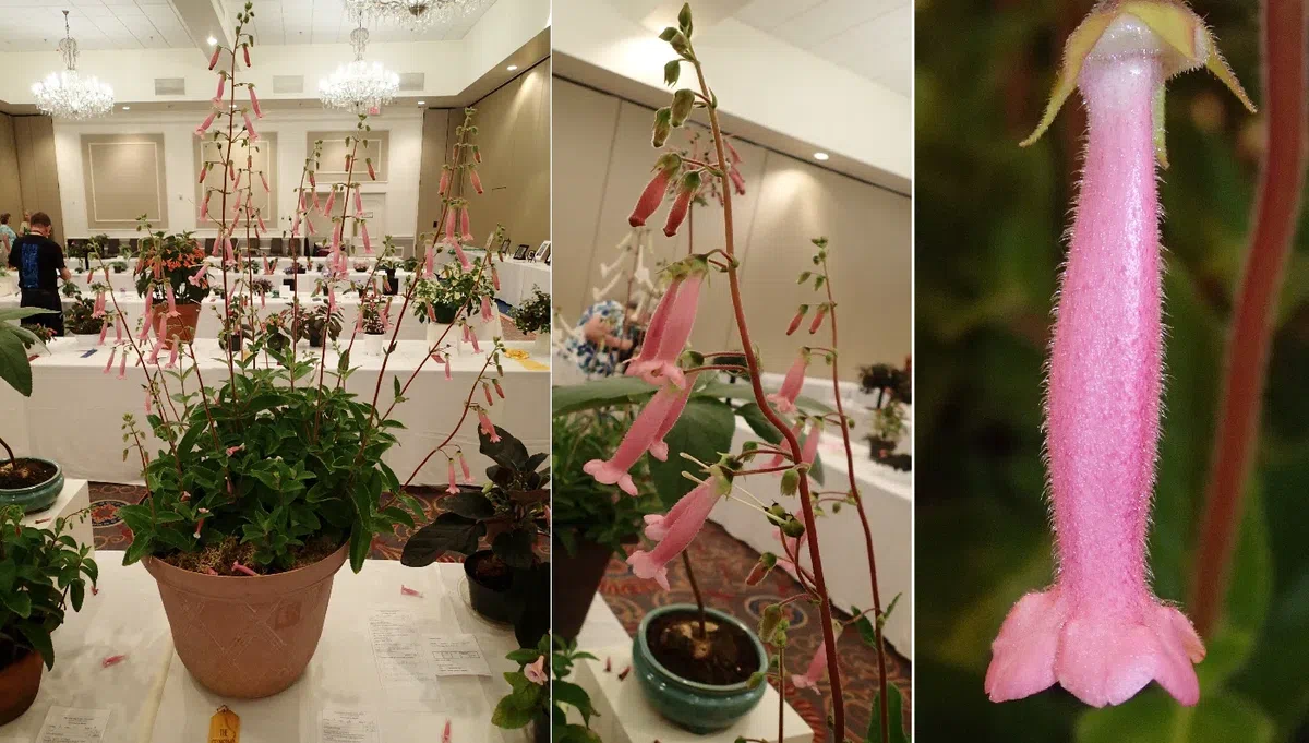 中国苦苣苔科植物保育中心成员赴美国参加世界苦苣苔协会第62届会年及学术交流活动(III)