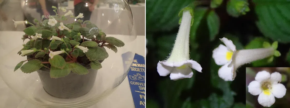 中国苦苣苔科植物保育中心成员赴美国参加世界苦苣苔协会第62届会年及学术交流活动(III)