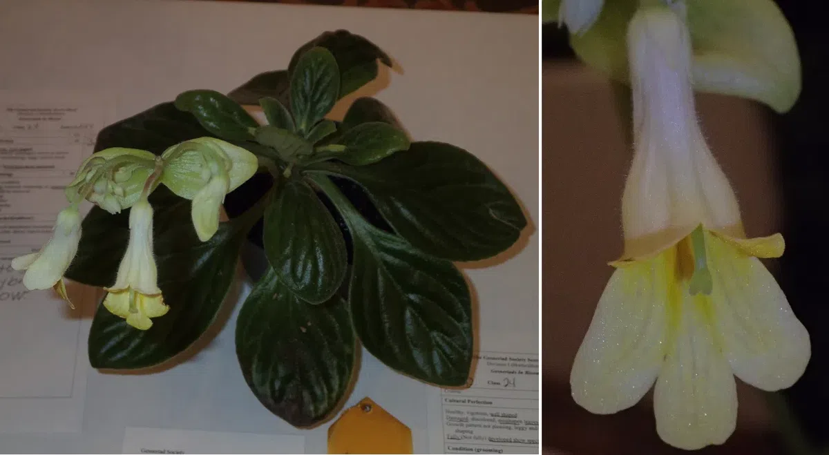 中国苦苣苔科植物保育中心成员赴美国参加世界苦苣苔协会第62届会年及学术交流活动(III)