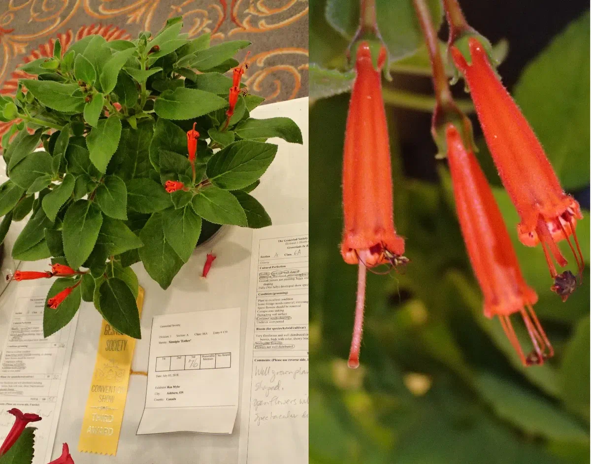 中国苦苣苔科植物保育中心成员赴美国参加世界苦苣苔协会第62届会年及学术交流活动(III)