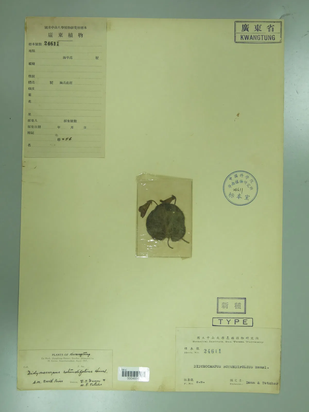 苦苣苔科植物的骄傲——卵圆报春苣苔,有可能是我国植物分类学史上有记录的第一份植物标本采集记录