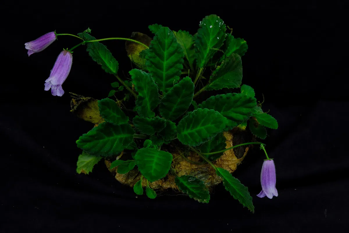 2018年度发表的苦苣苔科植物新种、新分类群和分布新记录(13)