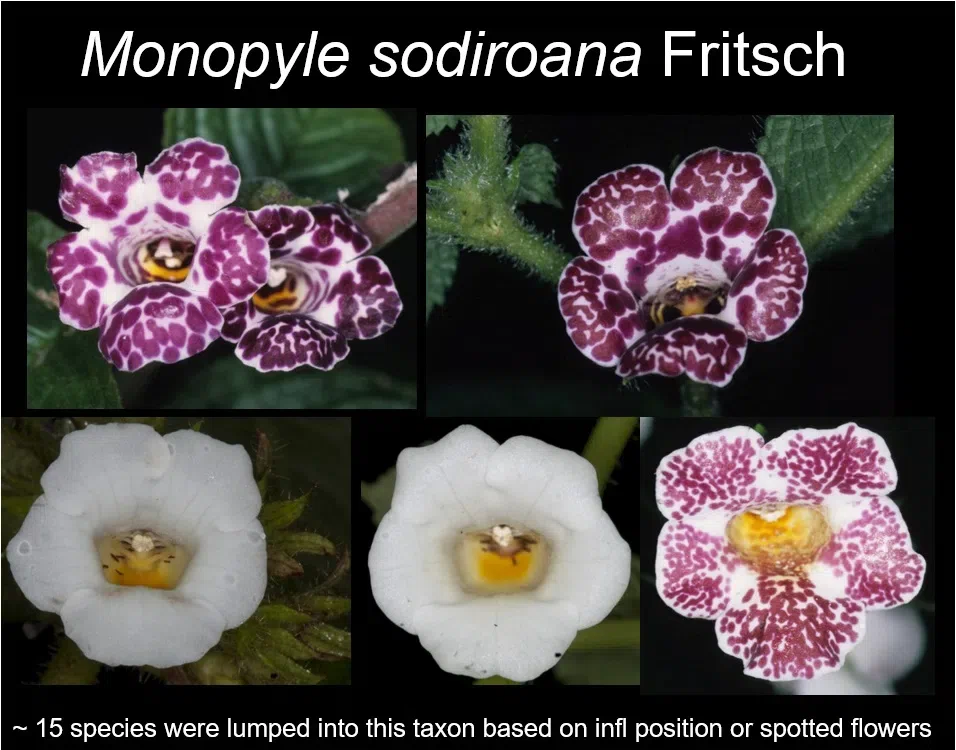 美国格伦威尔州立大学Jeremy Keene博士到访广西植物研究所和GCCC开展学术交流(I)