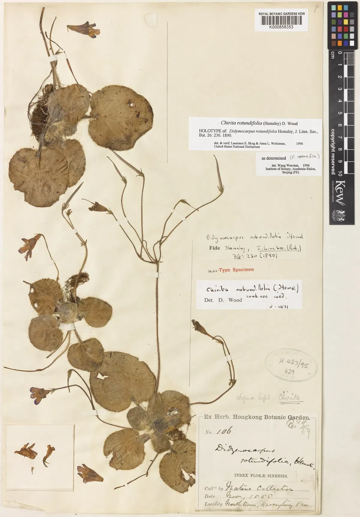 苦苣苔科植物的骄傲——卵圆报春苣苔,有可能是我国植物分类学史上有记录的第一份植物标本采集记录