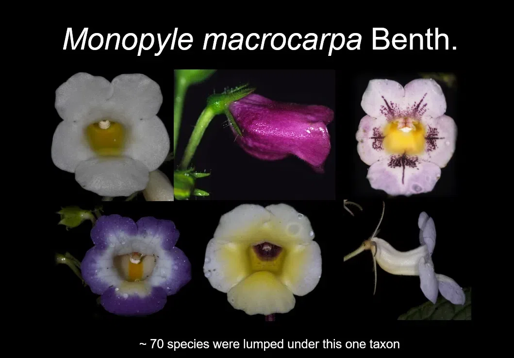 美国格伦威尔州立大学Jeremy Keene博士到访广西植物研究所和GCCC开展学术交流(I)