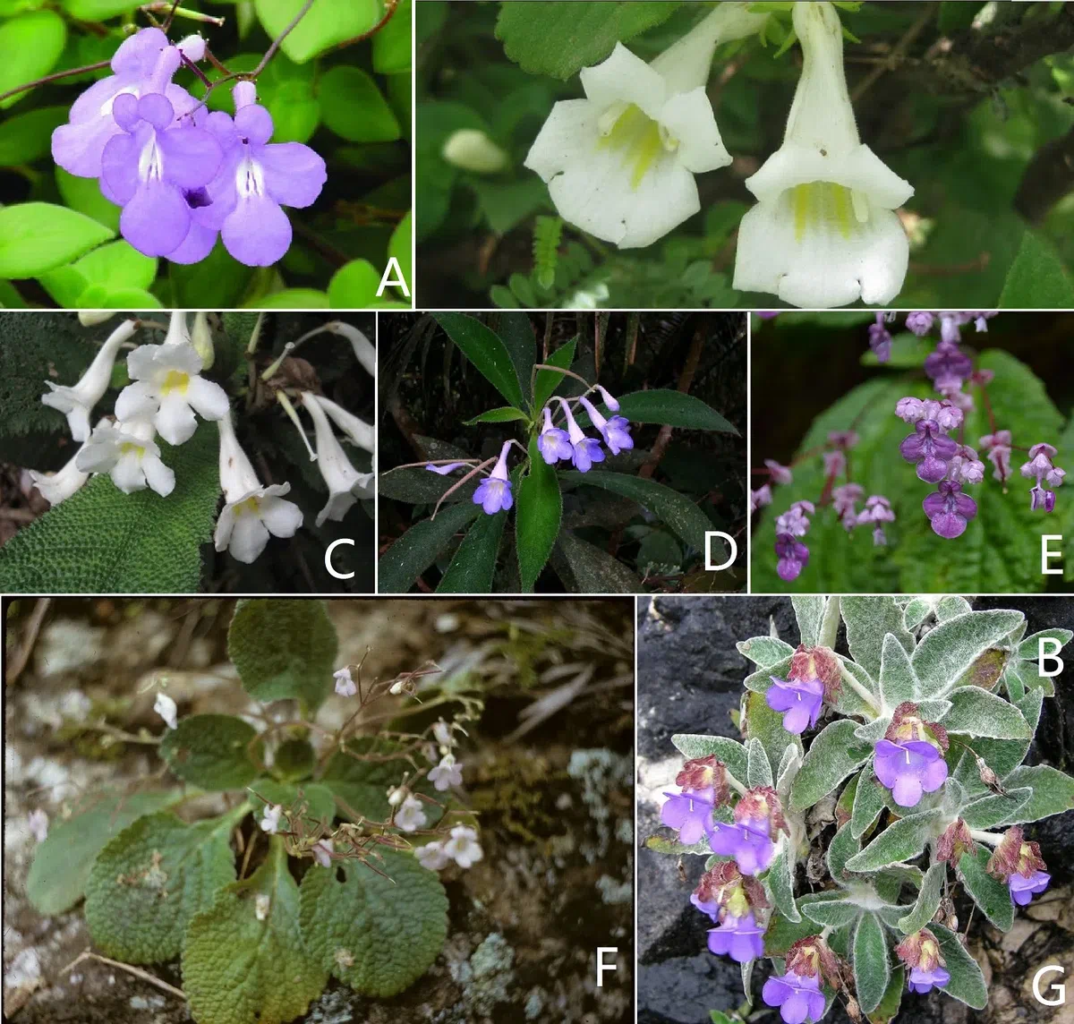 New Research Results from China in 2019 (1)