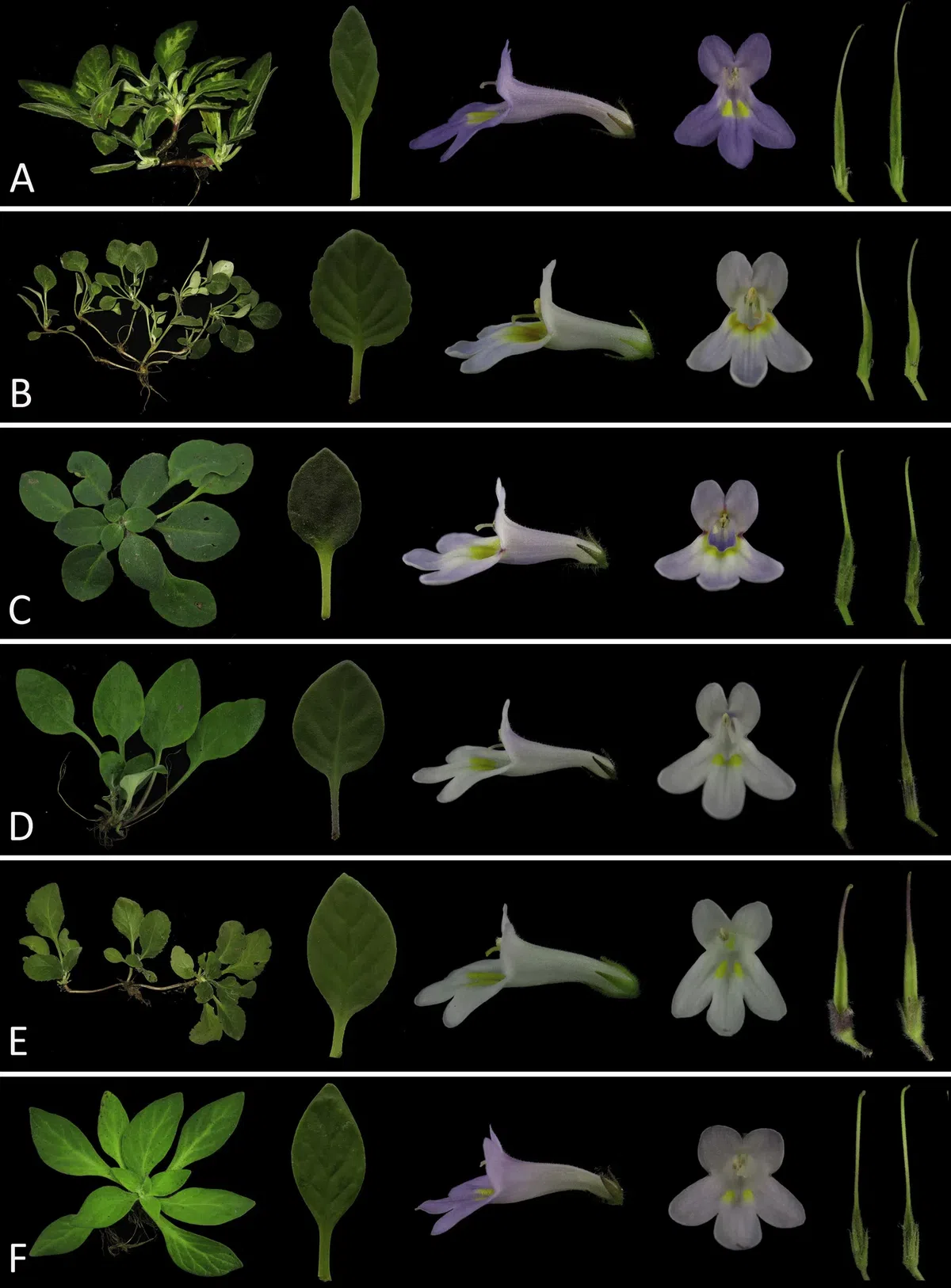 2019年度发表的苦苣苔科植物新种、新分类群和分布新记录(2)